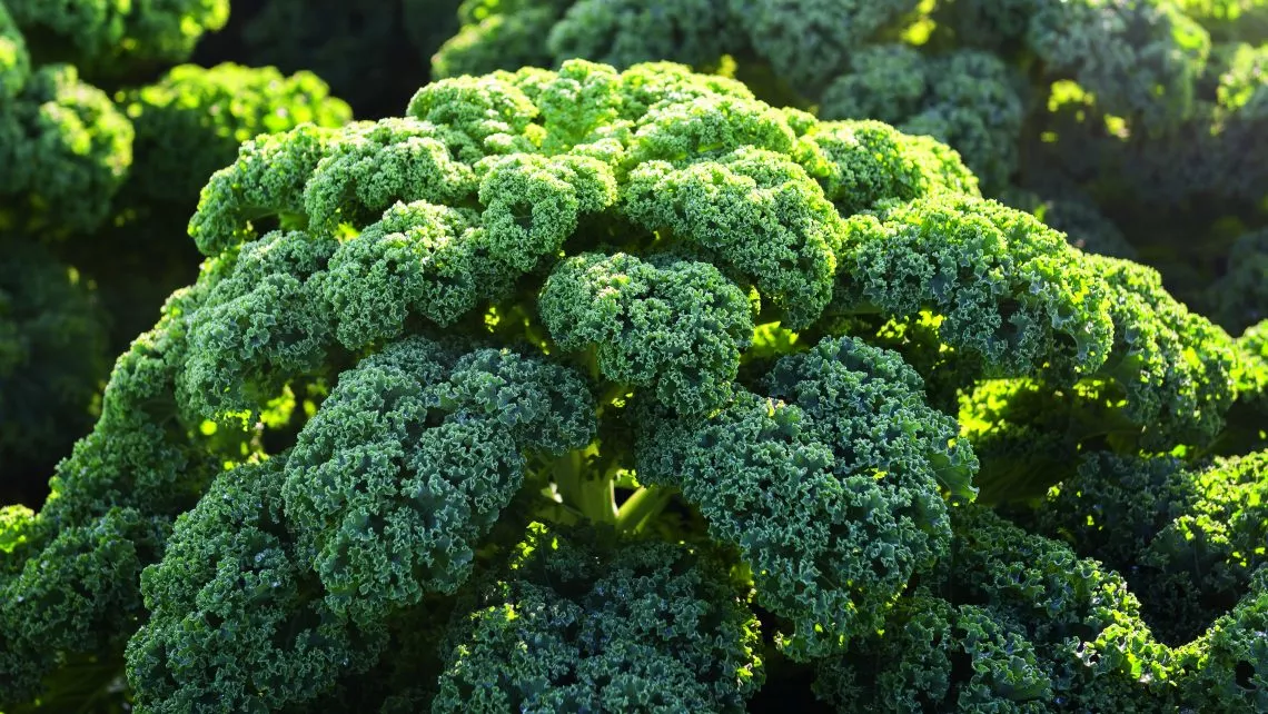 7 FANTÁSTICAS PROPIEDADES DE LA KALE + 1 SABROSA RECETA